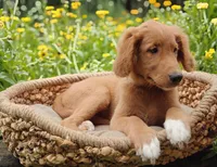Spring, a female Goldendoodle for sale in Lewisburg, PA – Photo 10 of 10