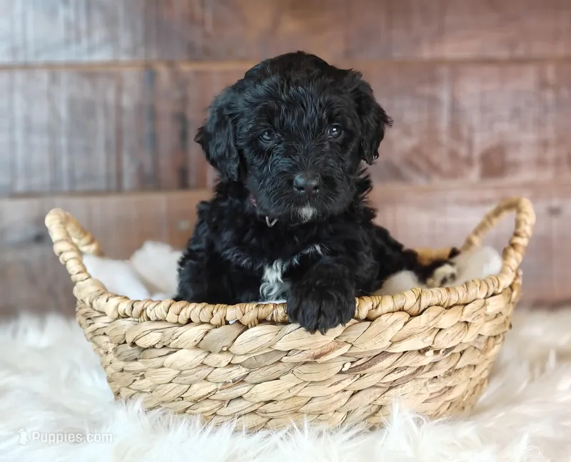 Cinder – Bernedoodle puppy for sale in Lewisburg, PA
