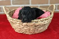 Cinder, a female Bernedoodle for sale in Lewisburg, PA – Photo 7 of 9