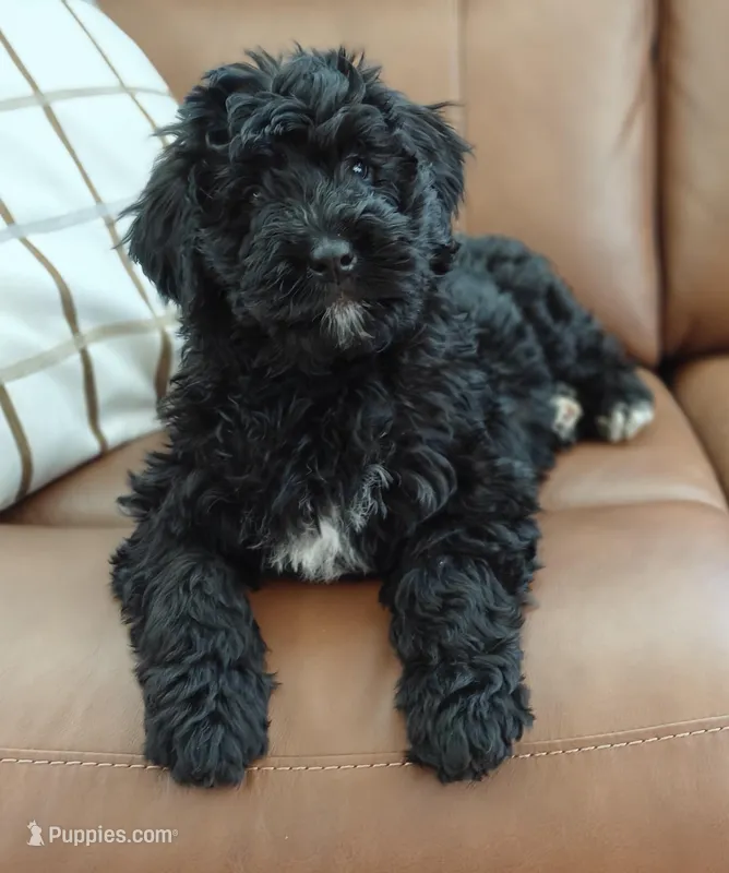 Cinder – Bernedoodle puppy for sale in Lewisburg, PA