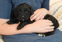 Cinder, a female Bernedoodle for sale in Lewisburg, PA – Photo 5 of 9