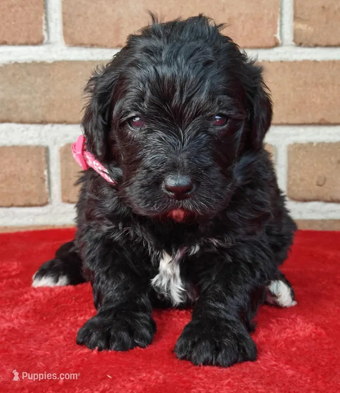 Cinder – Bernedoodle puppy for sale in Lewisburg, PA