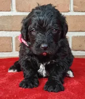 Cinder, a female Bernedoodle for sale in Lewisburg, PA – Photo 1 of 9