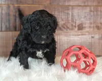 Cinder, a female Bernedoodle for sale in Lewisburg, PA – Photo 6 of 9