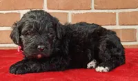 Cinder, a female Bernedoodle for sale in Lewisburg, PA – Photo 8 of 9