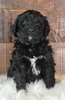 Cinder, a female Bernedoodle for sale in Lewisburg, PA – Photo 8 of 9
