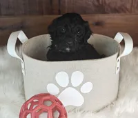Cinder, a female Bernedoodle for sale in Lewisburg, PA – Photo 9 of 9