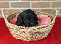 Cinder, a female Bernedoodle for sale in Lewisburg, PA – Photo 5 of 9