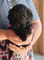 Cinder, a female Bernedoodle for sale in Lewisburg, PA – Photo 6 of 9