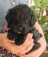 Cinder, a female Bernedoodle for sale in Lewisburg, PA – Photo 4 of 9