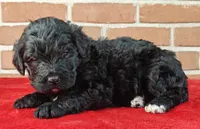 Cinder, a female Bernedoodle for sale in Lewisburg, PA – Photo 9 of 9