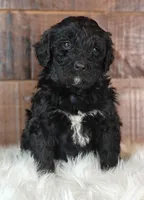 Cinder, a female Bernedoodle for sale in Lewisburg, PA – Photo 3 of 9