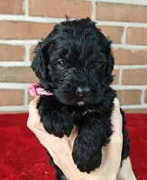 Cinder, a female Bernedoodle for sale in Lewisburg, PA – Photo 2 of 9
