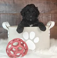 Cinder, a female Bernedoodle for sale in Lewisburg, PA – Photo 4 of 9