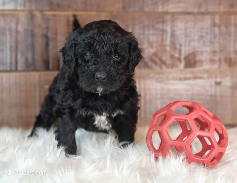 Cinder – Bernedoodle puppy for sale in Lewisburg, PA