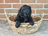 Coal , a male Bernedoodle for sale in Lewisburg, PA – Photo 6 of 6