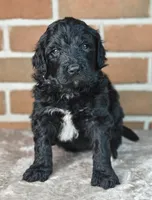 Coal , a male Bernedoodle for sale in Lewisburg, PA – Photo 2 of 6