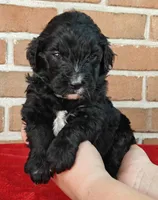 Coffey, a female Bernedoodle for sale in Lewisburg, PA – Photo 2 of 10