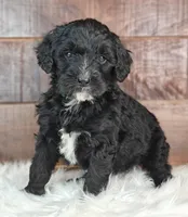 Coffey, a female Bernedoodle for sale in Lewisburg, PA – Photo 4 of 7