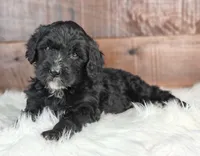Coffey, a female Bernedoodle for sale in Lewisburg, PA – Photo 3 of 7