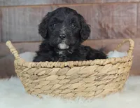 Coffey, a female Bernedoodle for sale in Lewisburg, PA – Photo 7 of 7