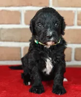 Coffey, a female Bernedoodle for sale in Lewisburg, PA – Photo 3 of 10