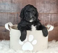 Coffey, a female Bernedoodle for sale in Lewisburg, PA – Photo 5 of 7