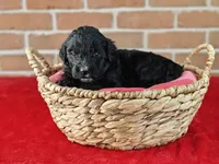 Coffey, a female Bernedoodle for sale in Lewisburg, PA – Photo 6 of 10
