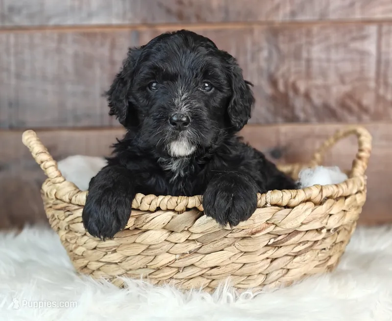 Coffey – Bernedoodle puppy for sale in Lewisburg, PA