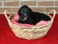 Coffey, a female Bernedoodle for sale in Lewisburg, PA – Photo 9 of 10