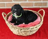 Coffey, a female Bernedoodle for sale in Lewisburg, PA – Photo 8 of 10