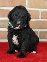 Coffey, a female Bernedoodle for sale in Lewisburg, PA – Photo 7 of 10