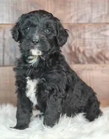 Coffey, a female Bernedoodle for sale in Lewisburg, PA – Photo 2 of 7