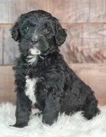 Coffey, a female Bernedoodle for sale in Lewisburg, PA – Photo 6 of 7