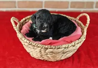 Coffey, a female Bernedoodle for sale in Lewisburg, PA – Photo 4 of 10