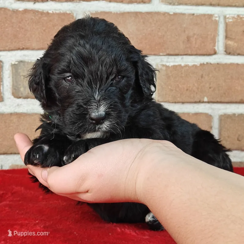 Coffey – Bernedoodle puppy for sale in Lewisburg, PA