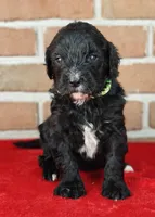 Coffey, a female Bernedoodle for sale in Lewisburg, PA – Photo 5 of 10