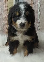 Bella, a female Bernedoodle for sale in Lewisburg, PA – Photo 4 of 9