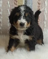 Bella, a female Bernedoodle for sale in Lewisburg, PA – Photo 2 of 9