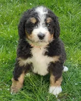 Bella, a female Bernedoodle for sale in Lewisburg, PA – Photo 7 of 9