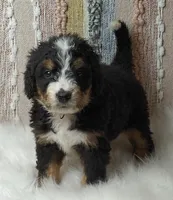 Bella, a female Bernedoodle for sale in Lewisburg, PA – Photo 1 of 9