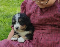 Bella, a female Bernedoodle for sale in Lewisburg, PA – Photo 6 of 9