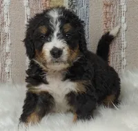Bella, a female Bernedoodle for sale in Lewisburg, PA – Photo 3 of 9