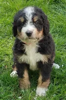 Bella, a female Bernedoodle for sale in Lewisburg, PA – Photo 5 of 9