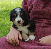 Bella, a female Bernedoodle for sale in Lewisburg, PA – Photo 8 of 9