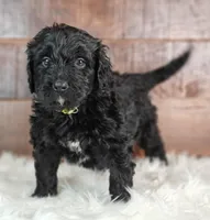Espresso , a female Bernedoodle for sale in Lewisburg, PA – Photo 5 of 7