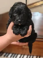 Espresso , a female Bernedoodle for sale in Lewisburg, PA – Photo 5 of 7