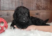 Espresso , a female Bernedoodle for sale in Lewisburg, PA – Photo 4 of 7