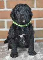 Espresso , a female Bernedoodle for sale in Lewisburg, PA – Photo 3 of 7
