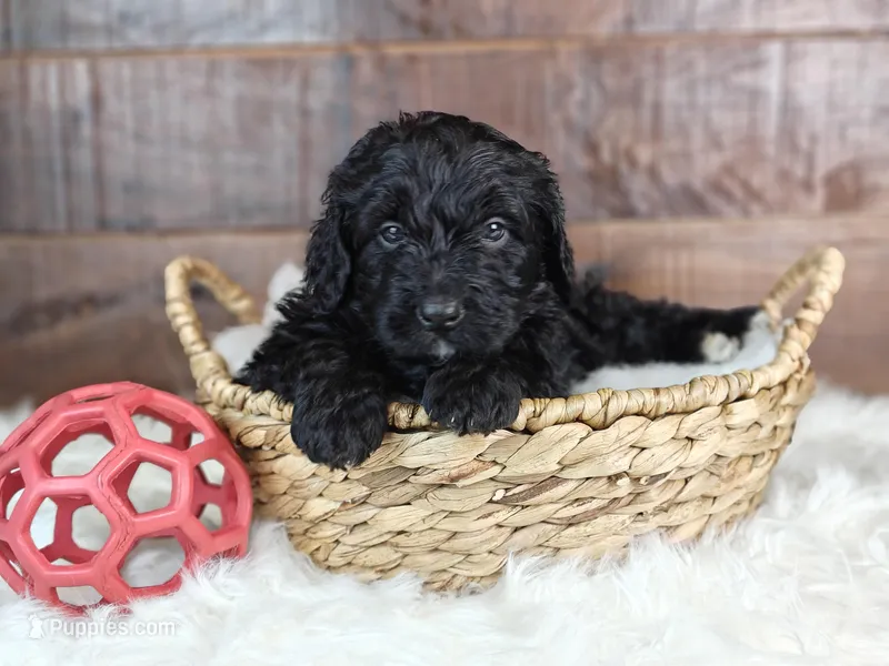 Espresso  – Bernedoodle puppy for sale in Lewisburg, PA